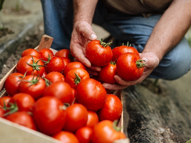 Farmer with tomato crate